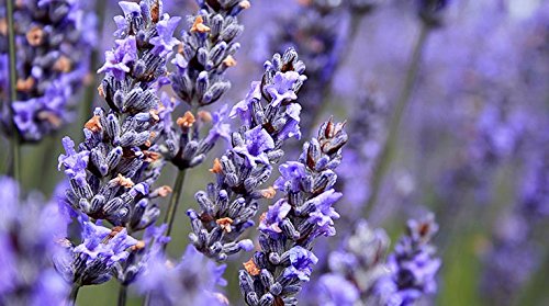 Lavanda (Lavandula officinalis) Loose Té de hierbas - 50g (Calidad Asegurada)