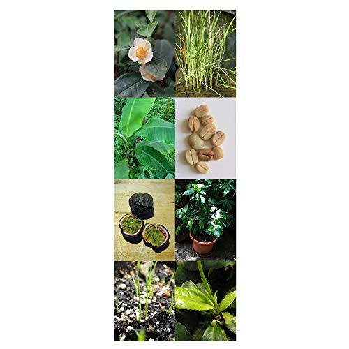 Magic Garden Seeds Cultivos Tropicales: Café, plátano, maracuyá, arroz y té - Semillas-Set de Regalo con 5 Plantas exóticas mundialmente Famosas