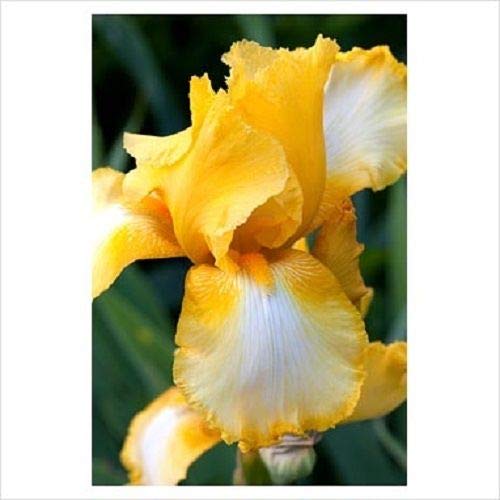 Más de 20 semillas/paquete de semillas de flor de iris amarillo bicolor/Iris perenne/germánico