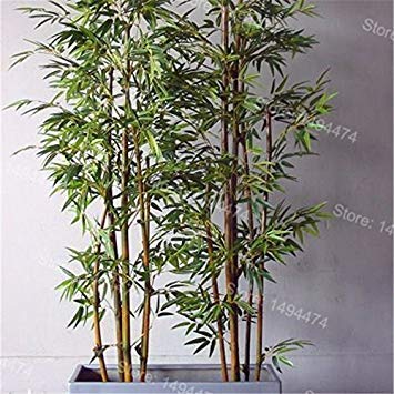 Mix colors Bamboo Seeds,Fresh Giant Moso Bamboo Seeds,bonsai tree seeds,Phyllostachys aureosulcata Home Garden 100 seeds