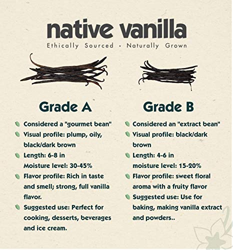 Native Vanilla - Vainas frescas de vainilla tahitiana - Semillas de grado A al por mayor - 10 vainas