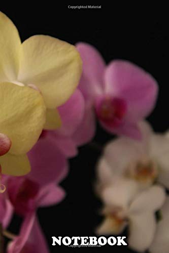 Notebook: Yellow And Pink Orchids On A Dramatic Black Backdrop , Journal for Writing, College Ruled Size 6" x 9", 110 Pages