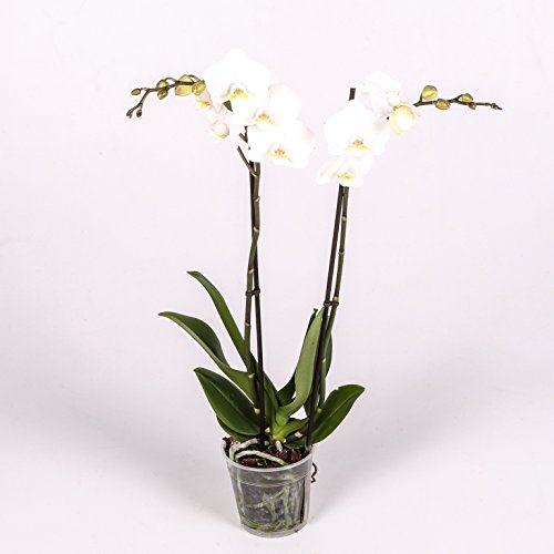 Orquídea Natural - Phalaenopsis - Maceta 12cm. - Altura aprox. 60cm. - Planta viva - (Envíos sólo a Península)