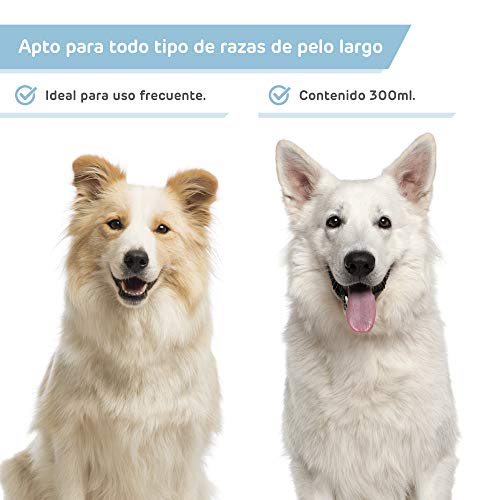 Pack Champu Perro Pelo Blanco + Acondicionador suavizante intensificador de Color Brillo Espectacular para Razas como Caniche, West Highland Terrier, Sky Terrier para Perros con Tonos claros