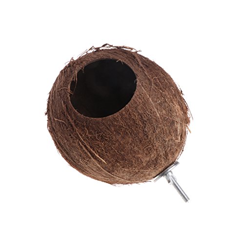 planuuik Bird Parrot Finch Nest Natural Coconut Shell Cadena Colgante Jaula Juguetes Swing House como se Muestra en Las imágenes