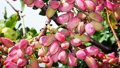 Portal Cool 128 Semillas: Pistacia Vera Siirt TurquÃ­a pistachos Ã¡rbol orgÃ¡nicos semillas frescas comestibles