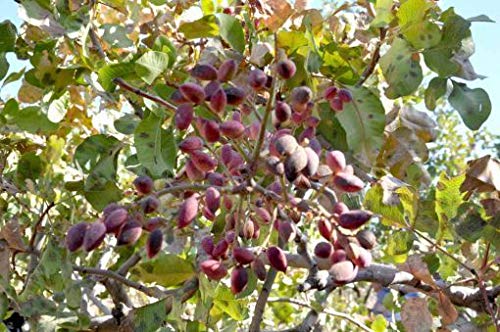 Portal Cool 128 Semillas: Pistacia Vera Siirt TurquÃ­a pistachos Ã¡rbol orgÃ¡nicos semillas frescas comestibles
