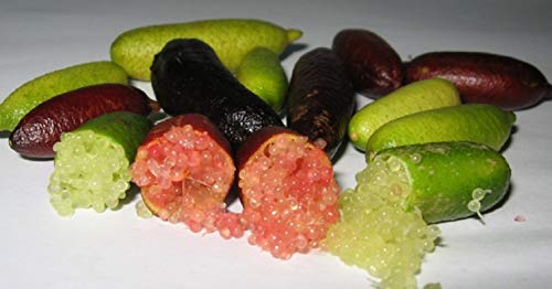 Portal Cool 8: 50Pcs hielo Semillas Finger Lime Citrus Caviar de fruta tropical del Ã¡rbol del jardÃ­n Semente