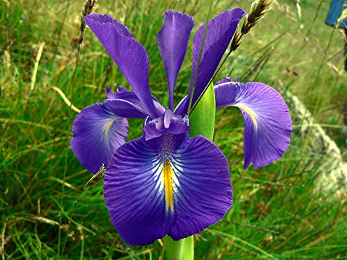 Portal Cool Iris latifolia (azul) e Iris Germanica barbudo Semillas (amarillo) resistente perenne