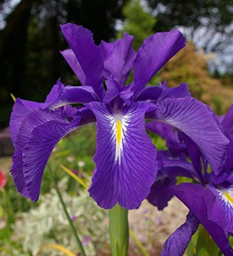 Portal Cool Iris latifolia (azul) e Iris Germanica barbudo Semillas (amarillo) resistente perenne