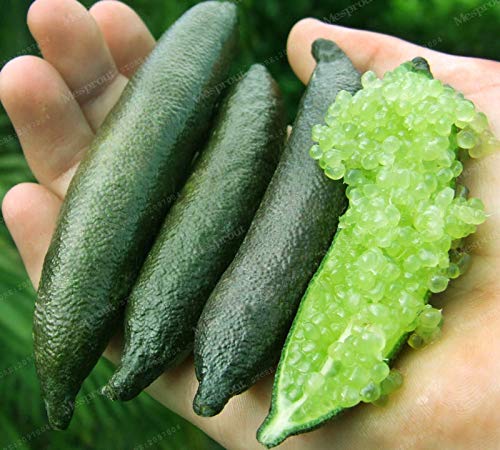 Portal Cool Mezclado: 20 enanos australianos Finger Lime hielo Semillas rara exÃ³tica Citrus Caviar Ã¡rbol frutal