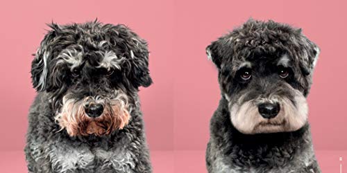Puppy Styled: Japanese Dog Grooming: Before & After