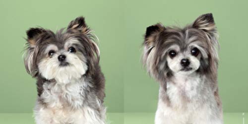 Puppy Styled: Japanese Dog Grooming: Before & After