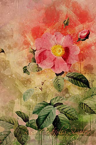 Rosa Centifolia Simplex: Floral Notebook with Flower Illustrations on Every Page