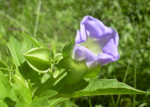 SAFLAX - Belladona del país - 100 semillas - Nicandra physaloides