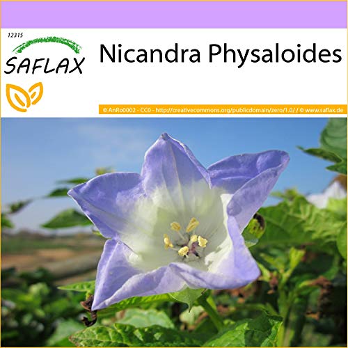 SAFLAX - Belladona del país - 100 semillas - Nicandra physaloides