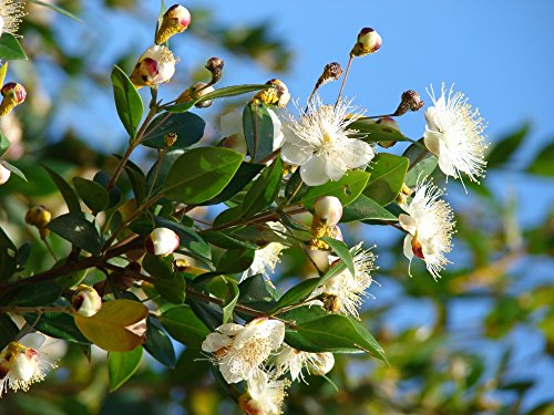 SAFLAX - Mirto - 30 semillas - Myrtus communis