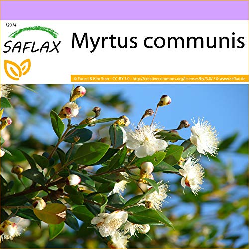 SAFLAX - Mirto - 30 semillas - Myrtus communis