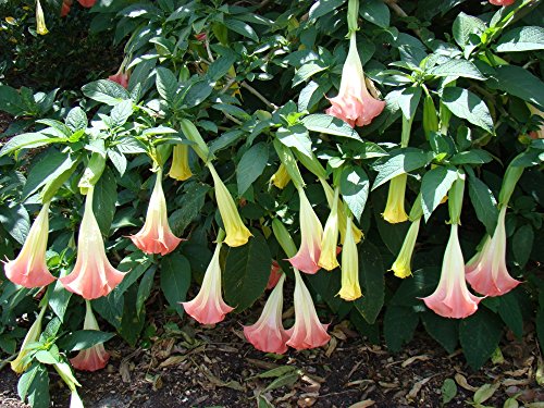 SAFLAX - Trompeta de ángel/Fucsia - 10 semillas - Brugmansia suaveolens Pink