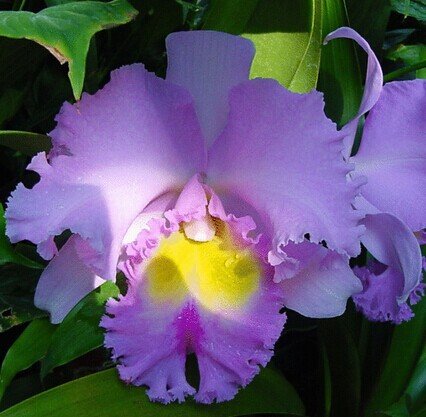 semillas de flor de Cattleya Híbrida 20Seeds semillas famoso flores de las orquídeas en maceta de Bonsai planta de la oficina de las flores hermosas