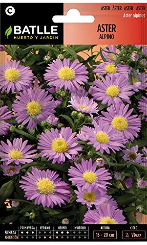 Semillas de Flores - Aster Alpino - Batlle