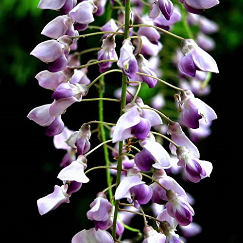 Semillas de flores de Wisteria - BESTGIFT 20 piezas Semillas de plantas ornamentales al aire libre Amethyst Falls Wisteria Vine Live Plant