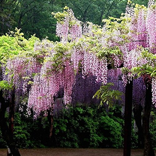 Semillas de flores de Wisteria - BESTGIFT 20 piezas Semillas de plantas ornamentales al aire libre Amethyst Falls Wisteria Vine Live Plant