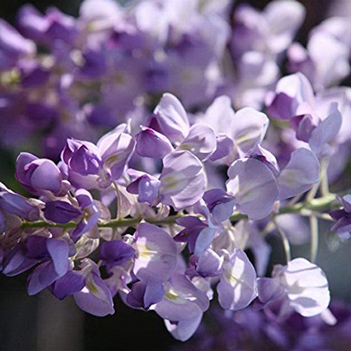 Semillas de flores de Wisteria - BESTGIFT 20 piezas Semillas de plantas ornamentales al aire libre Amethyst Falls Wisteria Vine Live Plant