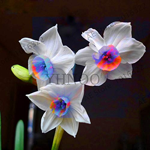 ShopMeeko Seeds:Genuine!Beautiful Narcissus Flower Balcony Plants Daffodil Bonsai Absorption Radiation Narcissus Tazetta Garden,100 PCS,#EVZOJT : 3