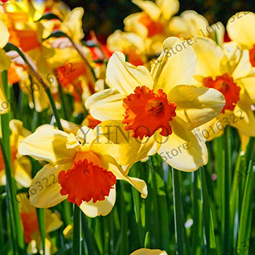 ShopMeeko Seeds:Genuine!Beautiful Narcissus Flower Balcony Plants Daffodil Bonsai Absorption Radiation Narcissus Tazetta Garden,100 PCS,#EVZOJT : 3