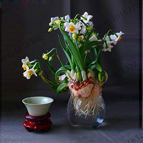 ShopMeeko Seeds:Genuine!Beautiful Narcissus Flower Balcony Plants Daffodil Bonsai Absorption Radiation Narcissus Tazetta Garden,100 PCS,#EVZOJT : 3