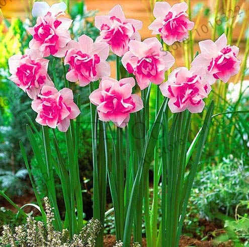 ShopMeeko Seeds:Genuine!Beautiful Narcissus Flower Balcony Plants Daffodil Bonsai Absorption Radiation Narcissus Tazetta Garden,100 PCS,#EVZOJT : 3