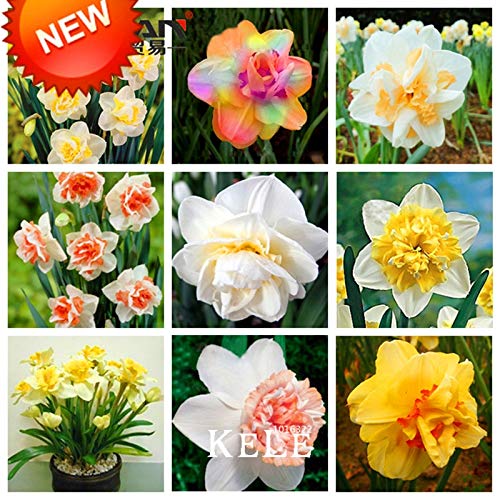 ShopMeeko Seeds:New Fresh Beautiful Narcissus Flower Balcony Plants Daffodil Bonsai Absorption Radiation Narcissus Tazetta Garden,100 Pieces : 2