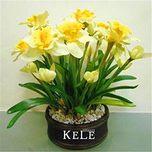 ShopMeeko Seeds:New Fresh Beautiful Narcissus Flower Balcony Plants Daffodil Bonsai Absorption Radiation Narcissus Tazetta Garden,100 Pieces : 2