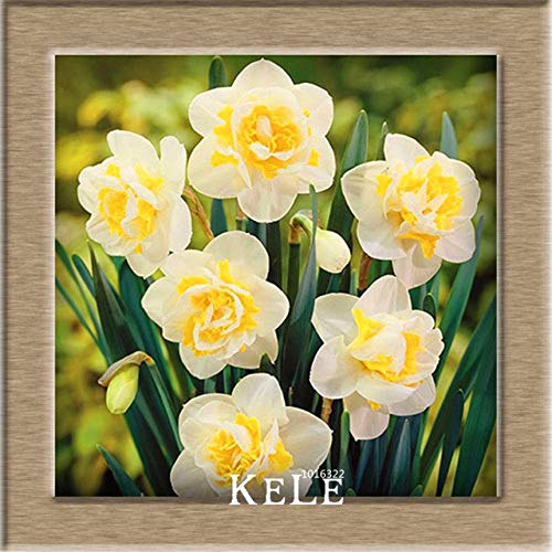 ShopMeeko Seeds:New Fresh Beautiful Narcissus Flower Balcony Plants Daffodil Bonsai Absorption Radiation Narcissus Tazetta Garden,100 Pieces : 2