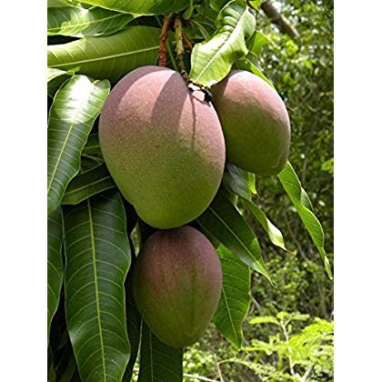 SwansGreen verde de la hoja Â® árboles de mango (Mangifera indica) 2 Semillas