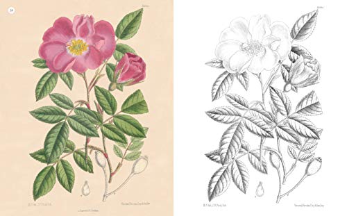 The Kew Gardens Beautiful Flowers Colouring Book: Over 40 Beautiful Illustrations Plus Colour Guides (Kew Gardens Art & Activities)