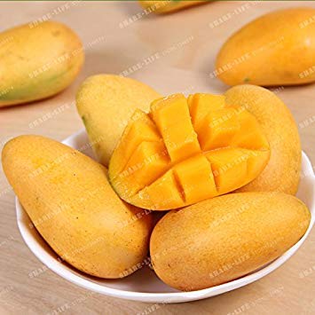 Vistaric 2 Unids Semillas de Mango Mini Mangifera Indica Semillas de Árboles Bonsai Semillas de Árboles Raras Orgánicas Deliciosas Semillas de Frutas Planta DIY Para El Hogar Jardín 1