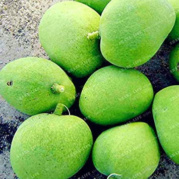 Vistaric 2 Unids Semillas de Mango Mini Mangifera Indica Semillas de Árboles Bonsai Semillas de Árboles Raras Orgánicas Deliciosas Semillas de Frutas Planta DIY Para El Hogar Jardín 1