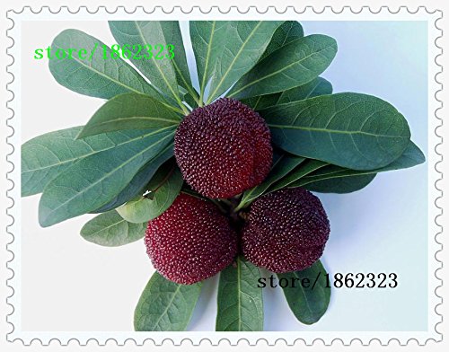 10 PC / paquete, semillas madroño semillas Myrica rubra semillas de arrayán rojo madroño perennes sabor árbol de fruta dulce