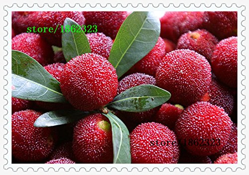 10 PC / paquete, semillas madroño semillas Myrica rubra semillas de arrayán rojo madroño perennes sabor árbol de fruta dulce