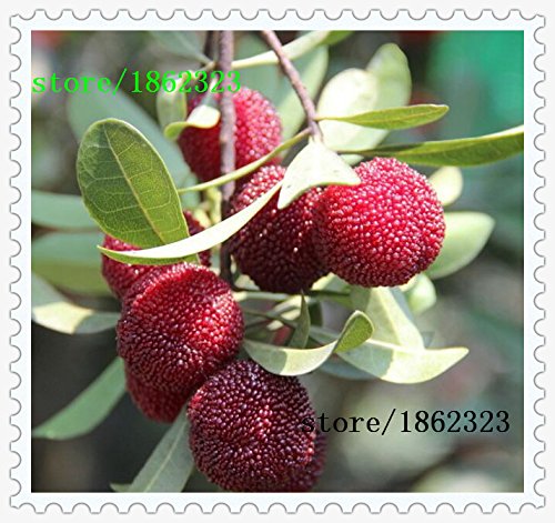 10 PC / paquete, semillas madroño semillas Myrica rubra semillas de arrayán rojo madroño perennes sabor árbol de fruta dulce