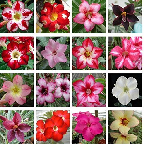 10 PC real Adenium obesum Semillas Semillas Desert Rose jardín de la flor de Bonsai Las plantas suculentas para la orden