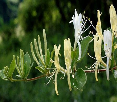 2016 venta caliente reales Sementes 20 PC / bolsa de Cabo de madreselva (Tecomaria capensis) Las semillas, flores frescas exóticas semillas de plantas Bonsai Raras