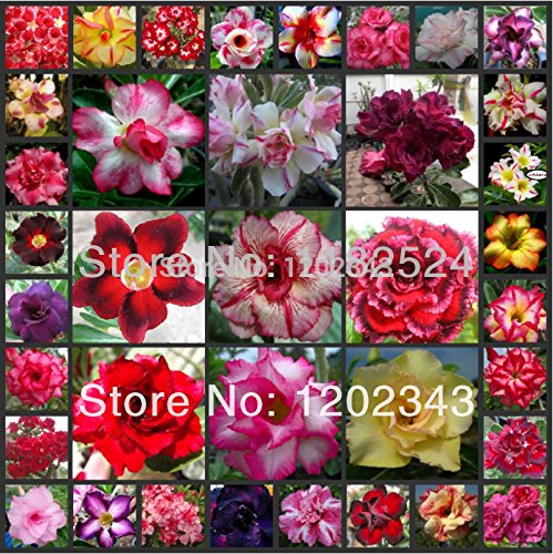 25 semillas - Semillas multicolor fresco Adenium obesum - Semillas de plantas de flor rosa del desierto Bonsai *