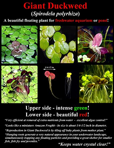 25 superficie/Live Acuario (estanque flotante) Plantas/6 diferentes tipos – Lechuga de agua, Rojo raíz Floaters, Amazon Frogbit, Hada Moss, gigante duckweed, lentejuelas de agua.