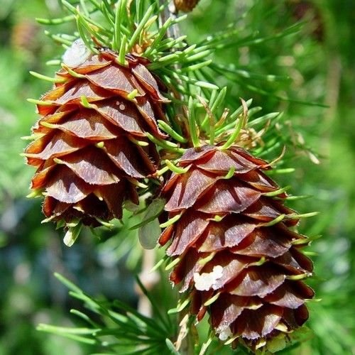 30 semillas - Semillas occidental alerce de Tamarack Tree (Larix occidentalis)