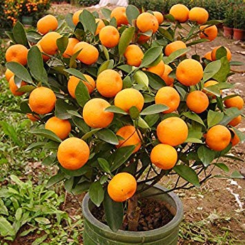 30pcs comestibles semillas de frutas mandarín Bonsái, de semillas de cítricos Semillas Bonsai mandarina