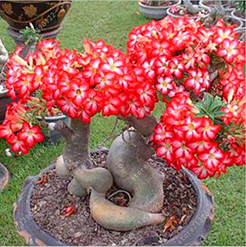5 PCS / BAG Desierto rojo Raras semillas color de rosa Balcón Bonsai ornamentales flores Adenium obesum Semillas de absorción de formaldehído
