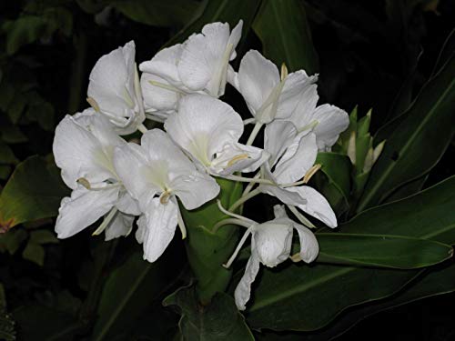 5 Semillas de Hedychium coronarium mariposa del jengibre inusual